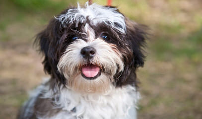 Millcreek Cavaliers & Shih Tzu’s - Dog and Puppy Pictures