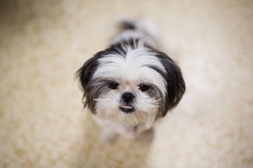 I Need A Shih Tzu Stud - Dog and Puppy Pictures