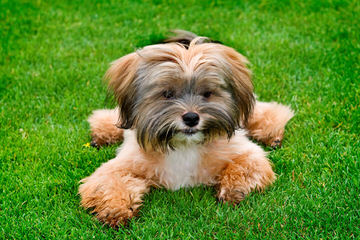 Chenille Shih Tzu - Dog and Puppy Pictures