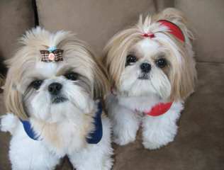 Iron Butterfly Shih Tzu - Dog Breeders