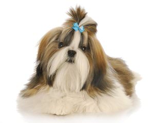 Akc Shih Tzu Male Available Now - Dog and Puppy Pictures