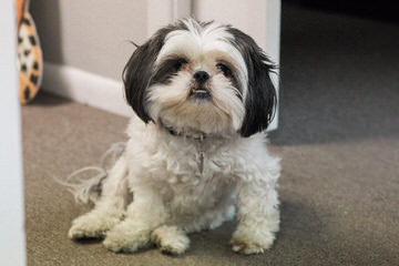 Shih-Tzu Puppies - Dog Breeders