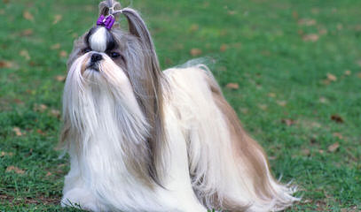 Male Shih Tzu For Breeding Service - Dog Breeders