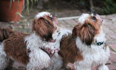 Rainbow’s End Shih Tzu - Dog and Puppy Pictures