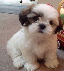 Cuty Shih-Tzu Puppies - Dog Breeders