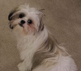 Doranna’s Tiny Shih Tzu’s - Dog Breeders