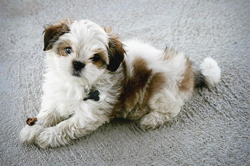 Shannon’s shih tzu - Dog and Puppy Pictures