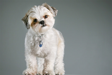 Ckc Reg. Imperial Shih-Tzu Puppy - Dog Breeders