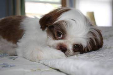 Shih Tzu Joy - Dog and Puppy Pictures