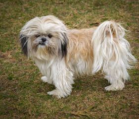 Shih-Tzus By Mccann - Dog and Puppy Pictures