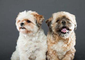 The Shih Tzu Cottage - Dog and Puppy Pictures