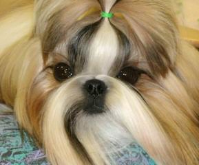 Shih Tzu Puppies - Dog Breeders