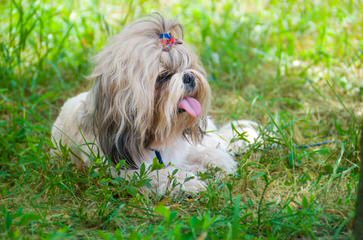 Windsong Shih Tzu - Dog Breeders