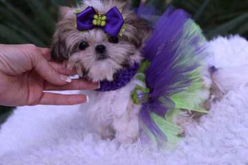 Iron Butterfly Shih Tzu - Dog Breeders