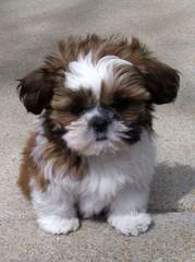 Sweet Shih Tzu’s Of Surprise - Dog Breeders