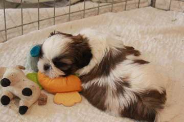 3 Male Shih-Tzu/Bichon Mix Puppies 4 Sale $300 - Dog and Puppy Pictures