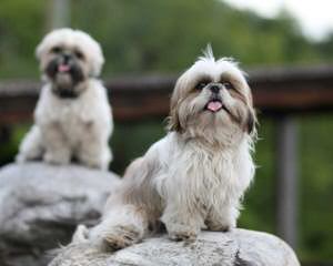 Iron Butterfly Shih Tzu - Dog and Puppy Pictures