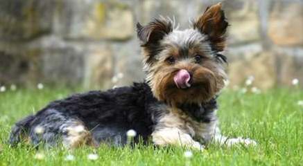 Carolina Shih Tzu - Dog Breeders