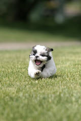 Male Shih Tzu For Breeding Service - Dog Breeders