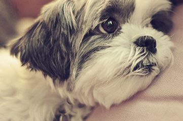 Shih-Tzu Puppies - Dog and Puppy Pictures