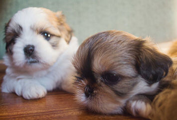 Tiny Tot Shih-Tzu - Dog and Puppy Pictures