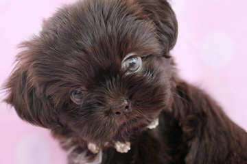 Shih Tzu Puppies - Dog and Puppy Pictures