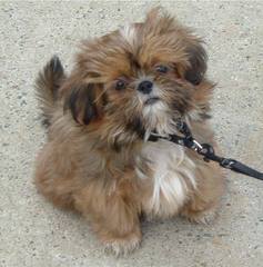 Shih Tzu Puppies - Dog and Puppy Pictures