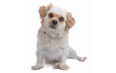 Akc Pekingese, Akc Shih Tzu, And Shinese - Dog Breeders