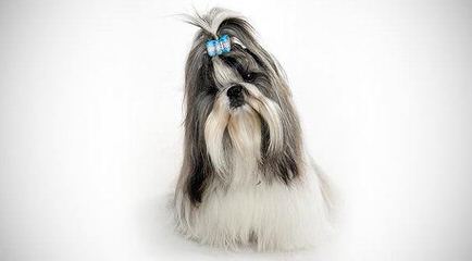 Iron Butterfly Shih Tzu - Dog and Puppy Pictures