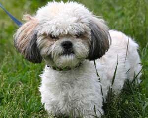 Windsong Shih Tzu - Dog Breeders