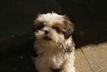 Chenille Shih Tzu - Dog and Puppy Pictures