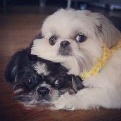 Tomorrow Shih Tzu - Dog and Puppy Pictures