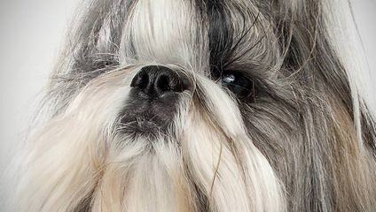 Beauty and the Beast Shih Tzu - Dog and Puppy Pictures