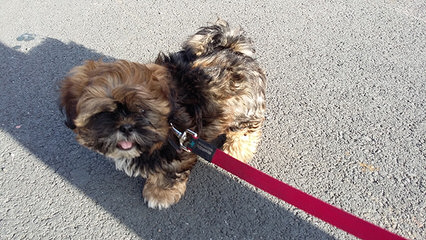 Akc Shih Tzu Male Available Now - Dog Breeders