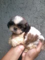 Purebred Male Shih Tzu Available $500 - Dog Breeders