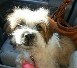 Iron Butterfly Shih Tzu - Dog and Puppy Pictures