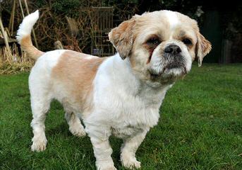 Shih-Tzu And Cockapoo Puppies - Dog Breeders