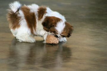 Shih Tzu Joy - Dog Breeders