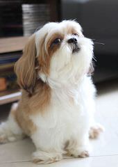 Shih Tzu Puppies For Sale - Dog Breeders