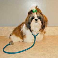 Imperial Kennels Shih-Tzu - Dog and Puppy Pictures