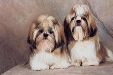 Doranna’s Tiny Shih Tzu’s - Dog Breeders