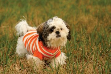 Dixidew Shih Tzu of Georgia - Dog and Puppy Pictures