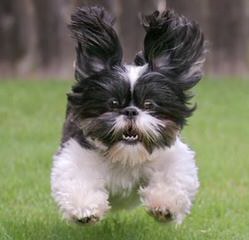 Luxurious Shih tzu - Dog Breeders