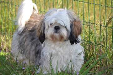 Carolina Shih Tzu - Dog and Puppy Pictures