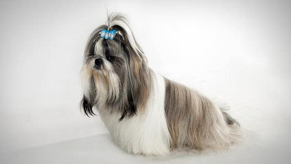 Mijikai Kennel Shih-Tzus - Dog Breeders