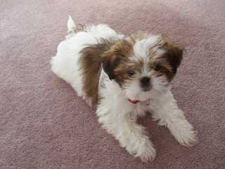 Rainbow’s End Shih Tzu - Dog Breeders