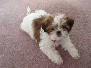 Pistol Creek Shih-tzu’s - Dog and Puppy Pictures