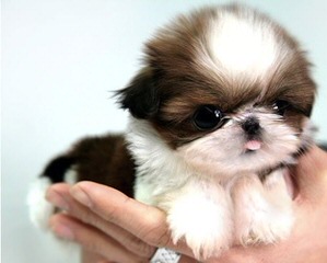 Male Shih Tzu For Breeding Service - Dog Breeders