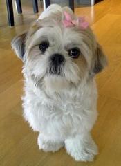 Purebred Male Shih Tzu Available $500 - Dog and Puppy Pictures