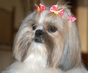 Shih-Tzus By Mccann - Dog Breeders